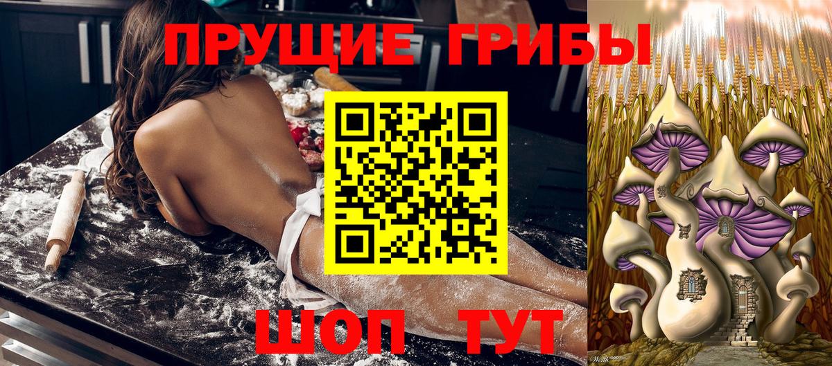 Галлюциногенные грибы Psilocybe  Вход с VPN  Псилоцибиновые грибы прущие грибы  Осинники 